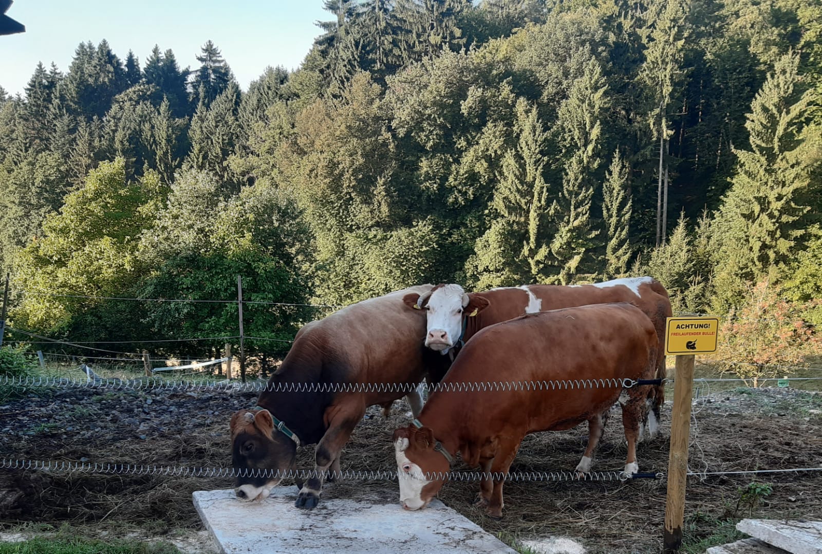 Rindfleisch